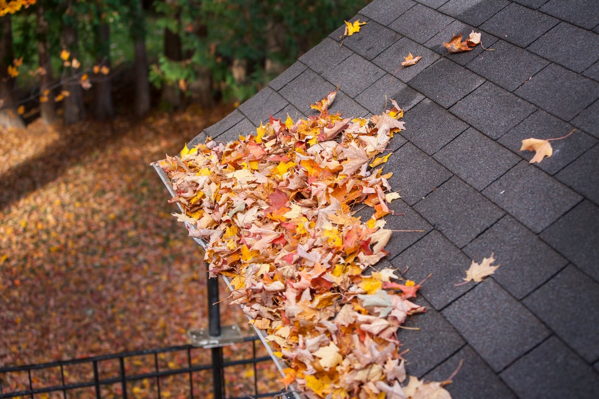 Autumn leaves clogging a gutter